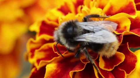 Bee macro video Stock Footage 53770238