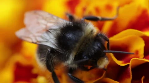 Bee macro video Stock Footage 53770277