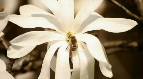 Bee on Magnolia Video stock 720790