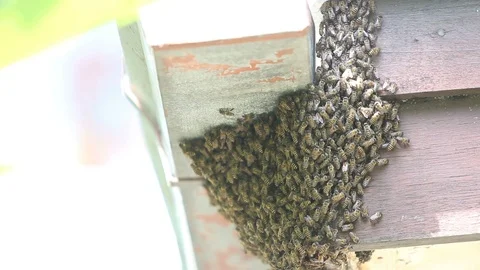 Bee making beehive under roof Stock Footage 104786552