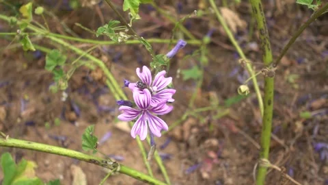 Bee on mallow flower and tiny butterfly flying away flapping wings slow motion Stock Footage 252083058