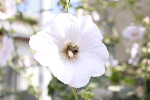 A bee in a mallow flower Stock Photos