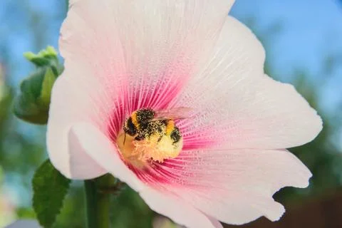 Bee on a malva flower Stock Photos