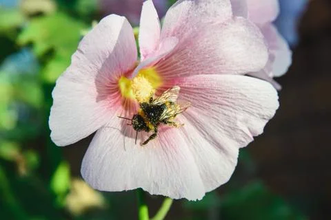 Bee on a malva flower Stock Photos