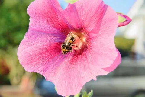 Bee on a malva flower Stock Photos