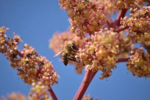 Bee in mango flower in pollination Stock Photos