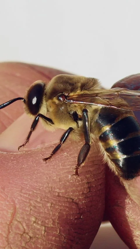 Bee on a man's hand. Apiary concept.  Stock Footage 295625573
