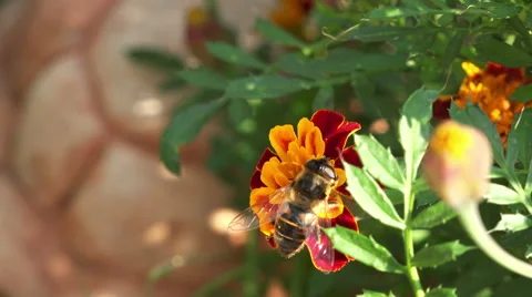 Bee on a marigold flower 4K Stock Footage 42800744