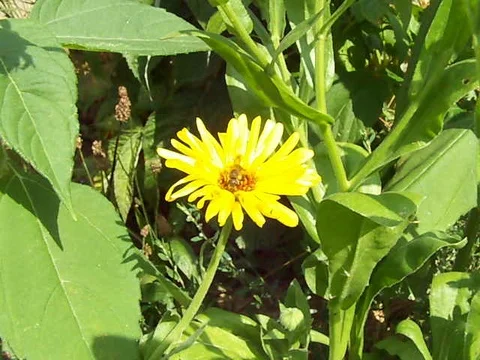 Bee on marigold flower Stock-Footage 92157519
