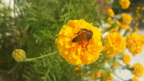 Bee on marigold flower Video stock 219220062