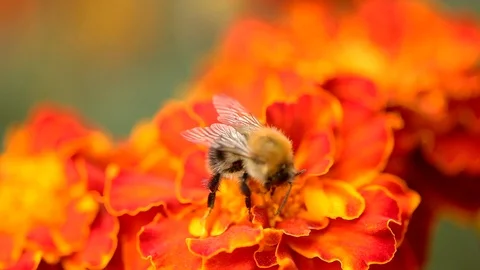 Bee on a marigold flower gathering nectar Vídeos de archivo 92038848