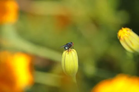 A bee on the marigold flower Stock Photos
