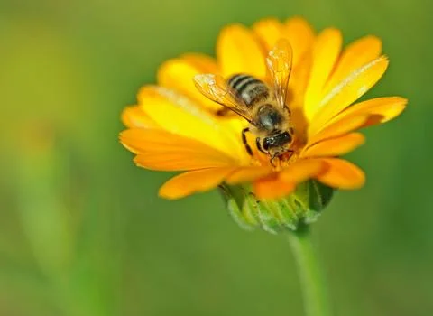Bee on Marigold - green background. Stock Photos
