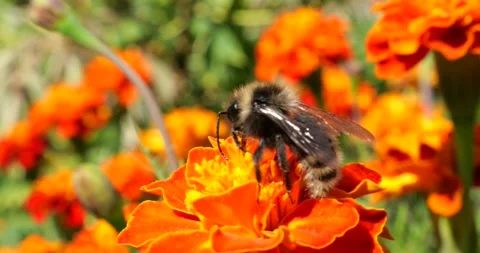 Bee on marigolds flower. Summer macro shooting. Stock Footage 207228255