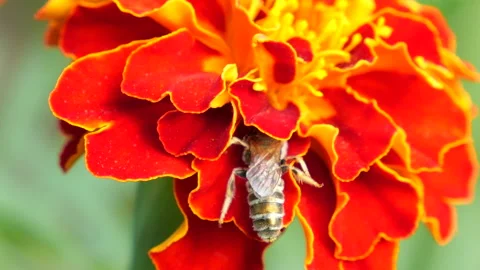 Bee on marigolds flower. Summer macro shooting.	 Stock Footage 207230735