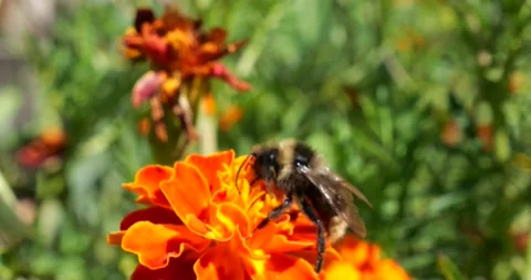 Bee on marigolds flower. Summer macro shooting.	 Stock Footage 207231743