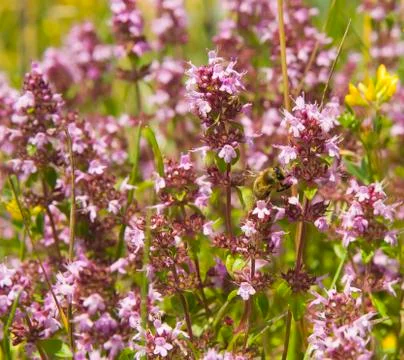 Bee in the marjoram Stock Photos