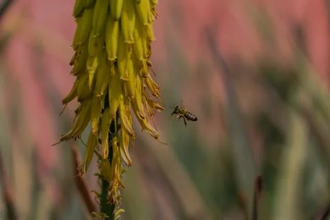 Bee in Marrakesh, Morocco Stock Photos