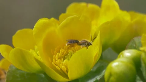 Bee on marsh-marigold(Caltha palustris) close-up Stock Footage 283582041