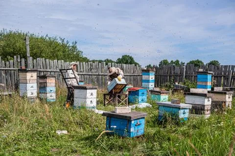 Bee master on apiary. Man in protective hat works with beehive. Beekeeper Stock Photos