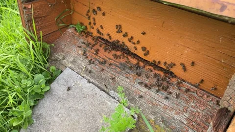 Bee master works near bee hives. Stock Footage 156322260