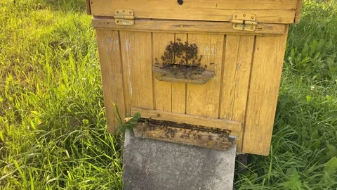 Bee master works near bee hives. Video stock 156323761