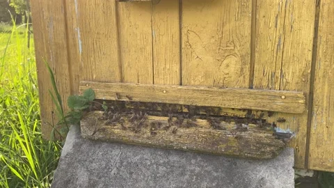 Bee master works near bee hives. Video stock 156324404