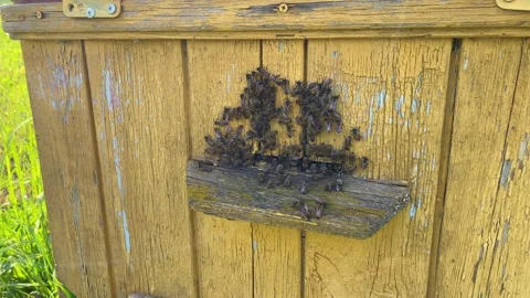 Bee master works near bee hives. Video stock 156325271
