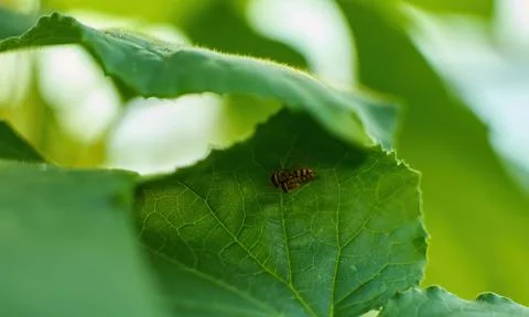 Bee mating on green leaf of cucumber Stock Photos