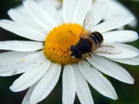 Bee on a meadow chamomile closeup Stock Photos