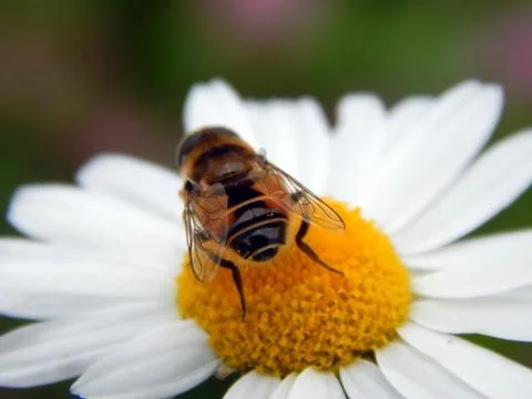 Bee on a meadow chamomile closeup Stock Photos