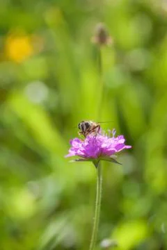 Bee on Meadow flower Stock Photos