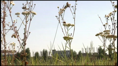 Bee on meadow Stock Footage 150201