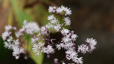 Bee &amp; meadow rue flowers Stock Footage 83467857