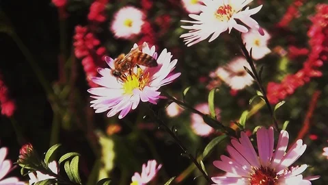 Bee on Michaelmas daisis (Aster novae-belgii) Stock Footage 96237028