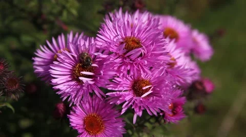 Bee on Michaelmas daisy. Stock Footage 42227625