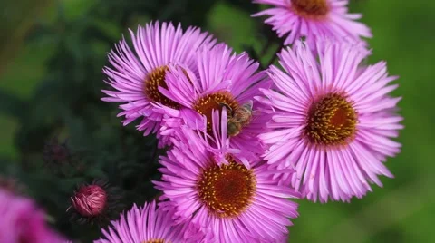 Bee on Michaelmas daisy. Stock Footage 42227868
