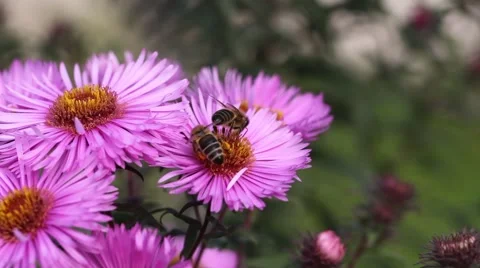 Bee on Michaelmas daisy. Stock Footage 42227881