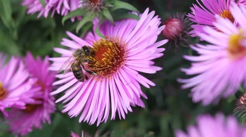Bee on Michaelmas daisy. Stock Footage 42227916