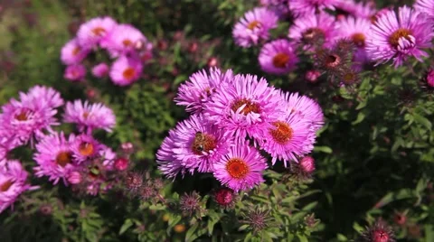 Bee on Michaelmas daisy. Stock Footage 42227920
