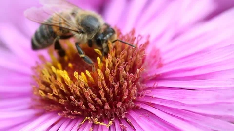 Bee on Michaelmas daisy. Stock Footage 42306785