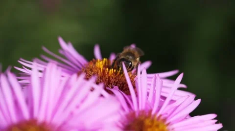 Bee on Michaelmas daisy. Stock Footage 42306824
