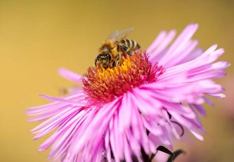 Bee on Michaelmas daisy Stock Photos