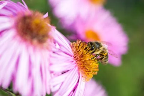 Bee on Michaelmas daisy Stock Photos