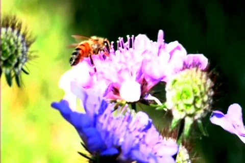 Bee Midst Flowers Stock Footage 215540