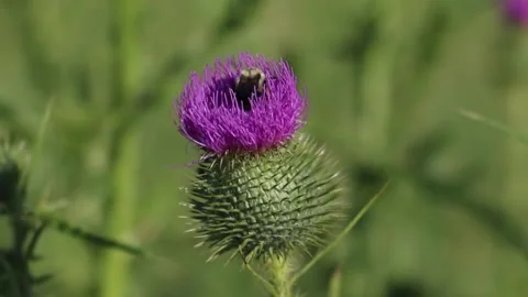 Bee On Milk Thistle Stock Footage 147956341
