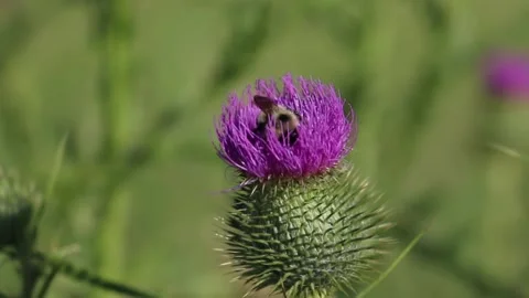 Bee On Milk Thistle Stock Footage 147956350