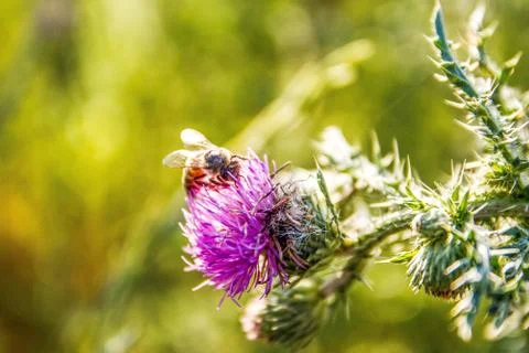 A bee on a milk thistle Stock Photos