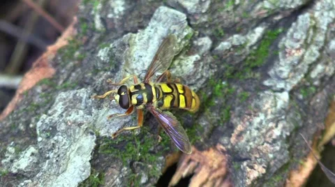 Bee mimic fly Stock Footage 68278026