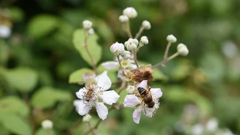Bee mimic fly Stock Footage 91012918